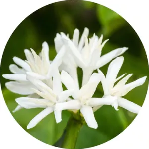 Coffee Blossom Absolute - Living Libations